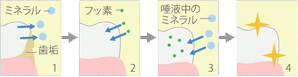 フッ素塗布